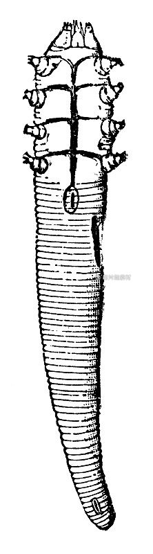 毛囊皮肤螨(蠕形螨)- 19世纪